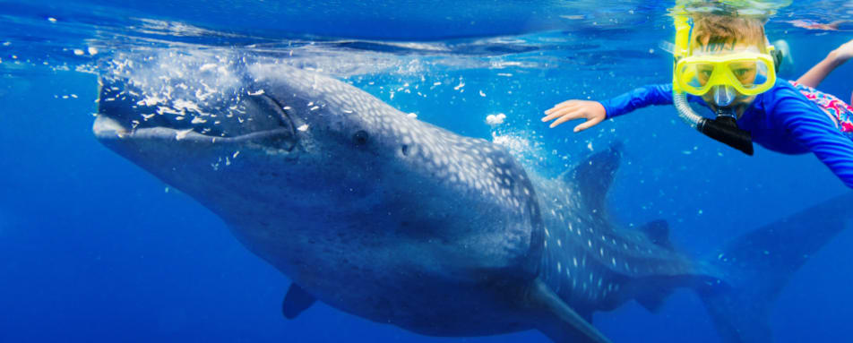 Whale shark Snorkelling