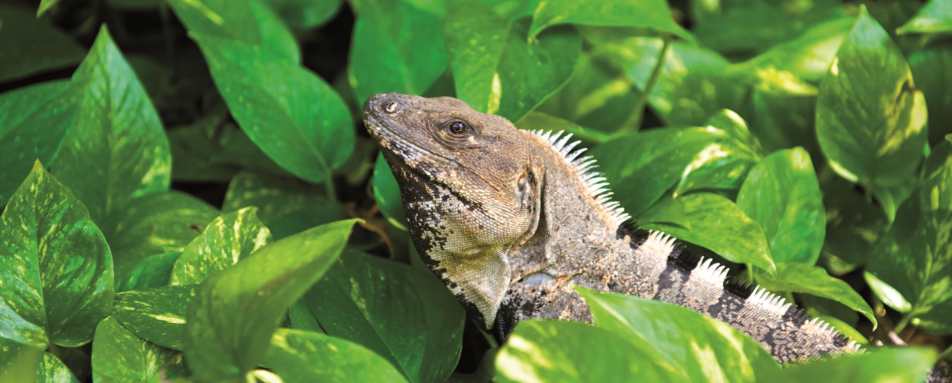 Wildlife   - Belmond Maroma Resort & Spa