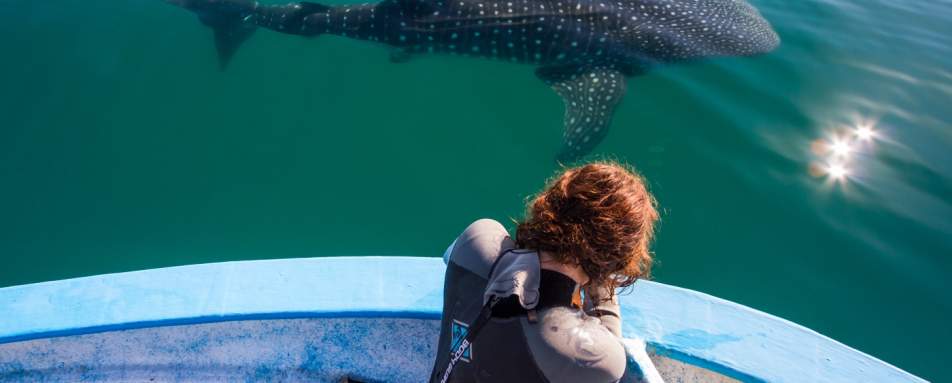 Whale watching - Camp Cecil