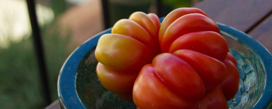 The freshest of ingredients - Casa Oaxaca