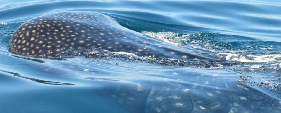 Whale sharks - Casa Sandra