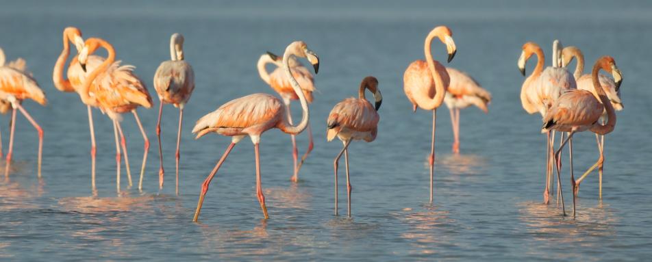 Celestun Biosphere Reserve - 