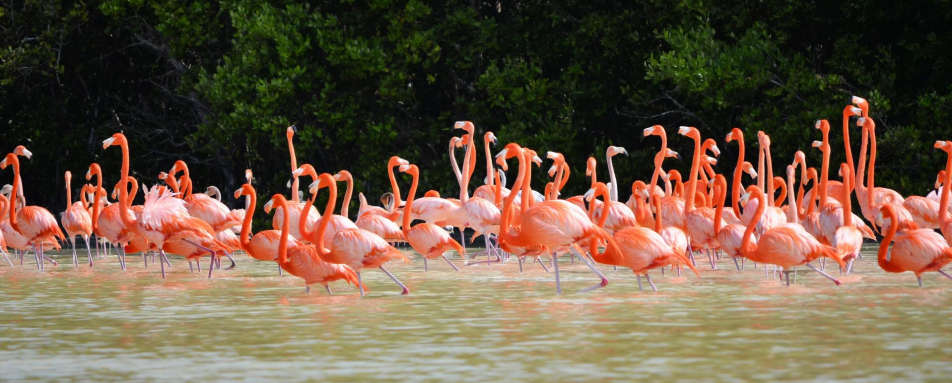Celestun Reserve - Mayan Mysteries & Beautiful Beach