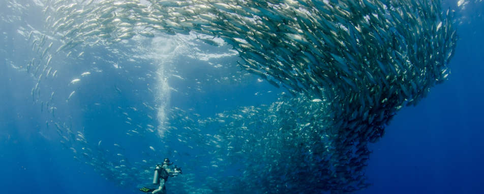 Cabo Pulmo National Park 