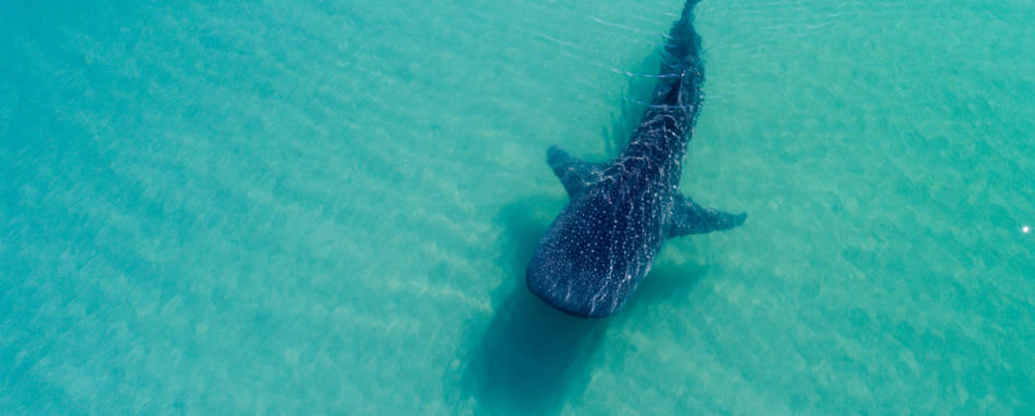 Whale Shark 