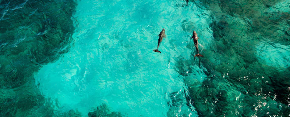 Dolphins playing off the coast of Isla Mujeres 