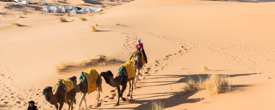 Camels - Desert Luxury Camp