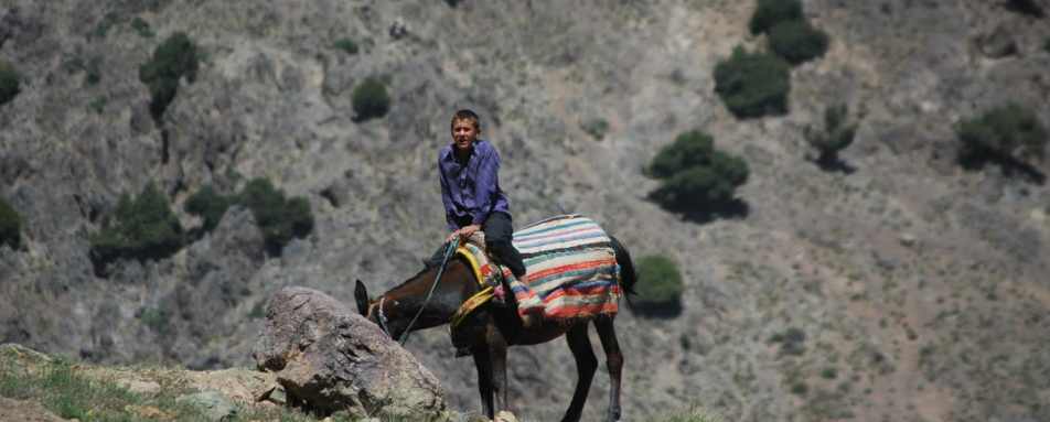 Donkey - Kasbah Du Toubkal