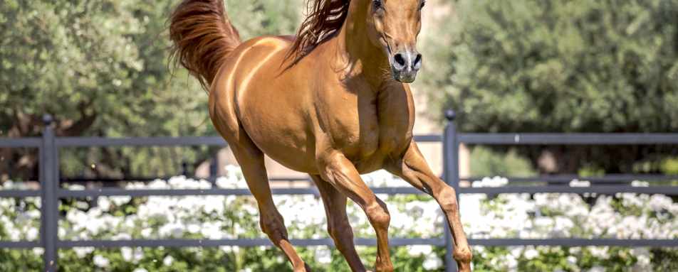 Arabian Horse - Selman