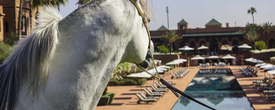 Horse by pool - Selman