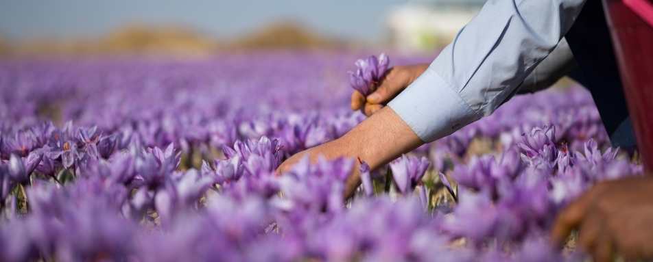 Lunch at a saffron farm