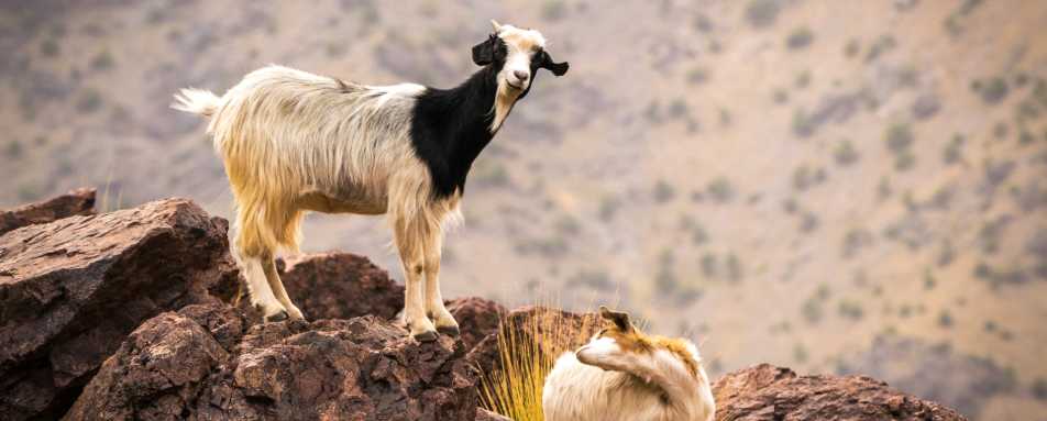 Goat - Authentic Morocco