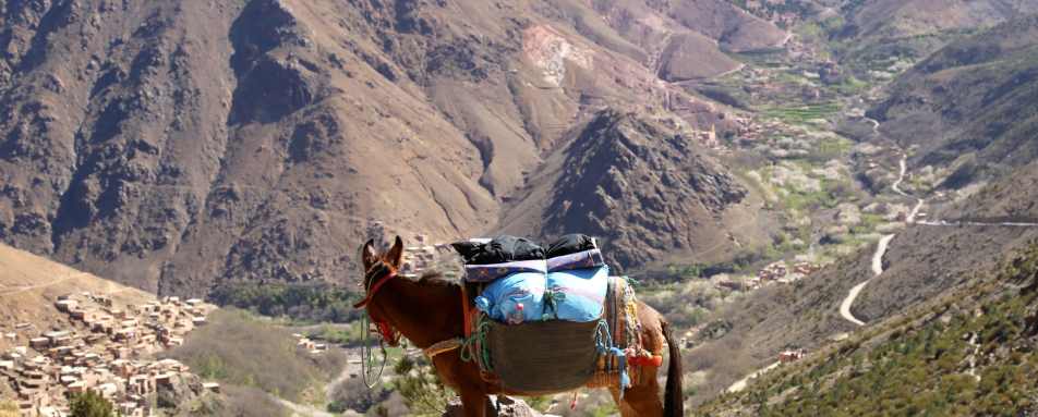 Mule in Atlas Mountains - Authentic Morocco