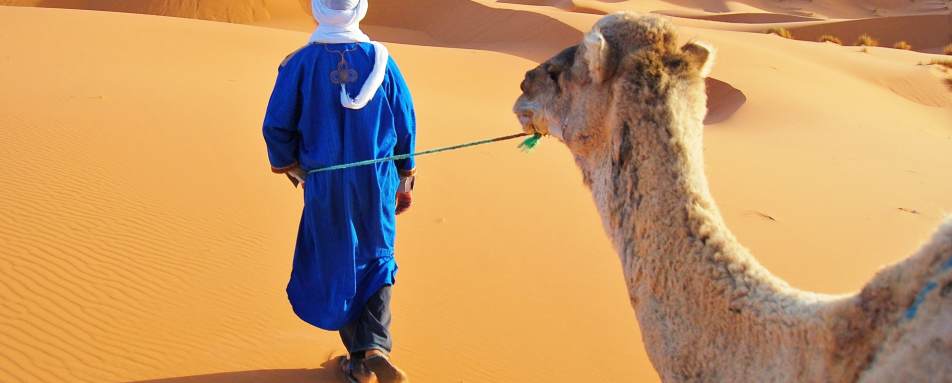 Camel - Morocco in ultimate luxury