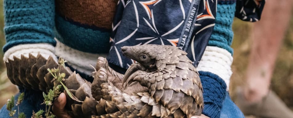 Pangolin 