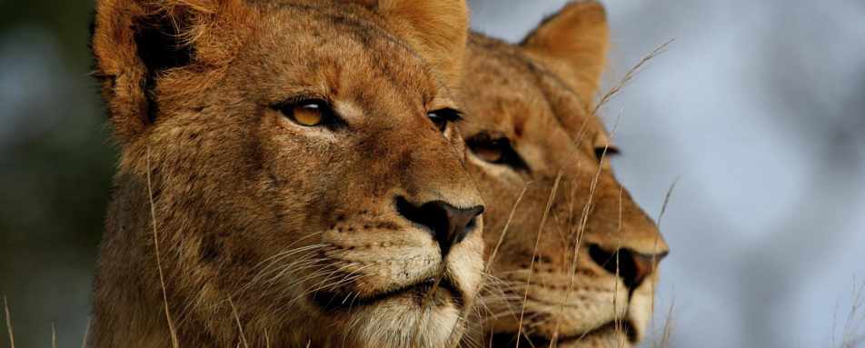 Lioness pair  - Luxury Southern Africa: Victoria Falls, Sabi Sands and Mozambique beach