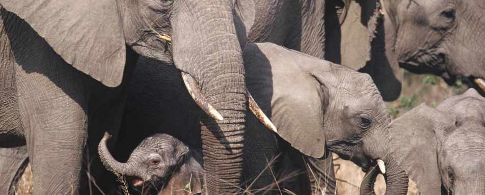 Dulini elephant herd  - Luxury Southern Africa: Victoria Falls, Sabi Sands and Mozambique beach