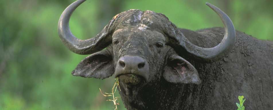 Buffalo - Scott Dunn’s Flagship South Africa and Mozambique Experience