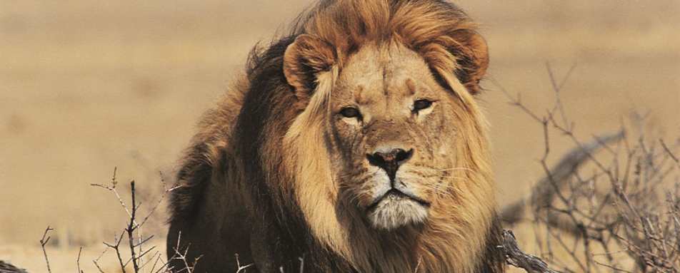 Lion - Scott Dunn’s Flagship South Africa and Mozambique Experience