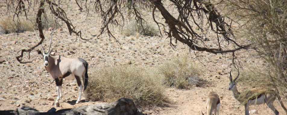 Wildife in the area - Desert Homestead