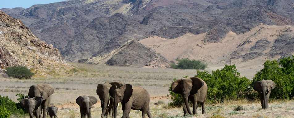 Desert-adapted elephant 