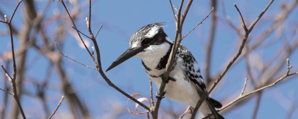 Pied kingfisher 