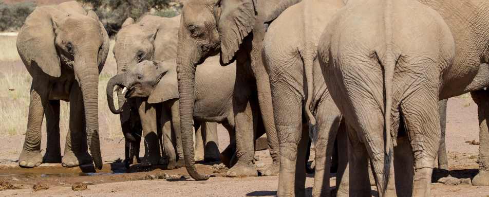 Desert-adapted elephant 