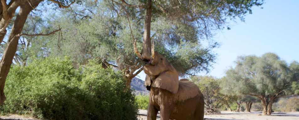 Elephant - Mobile Camping Safari