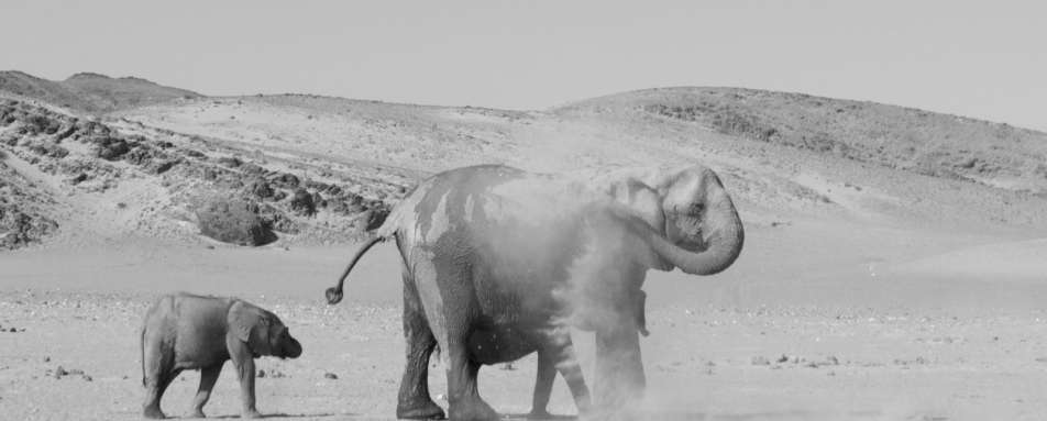 Elephant dust bath - Mobile Camping Safari