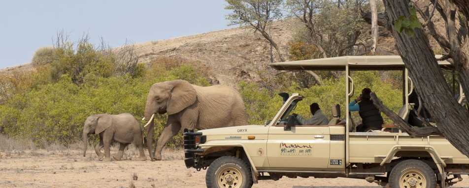 Elephant viewing - Mowani Mountain Camp Safari