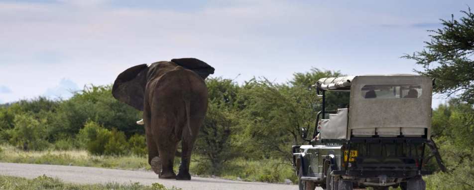 Elephant - Mushara Lodge