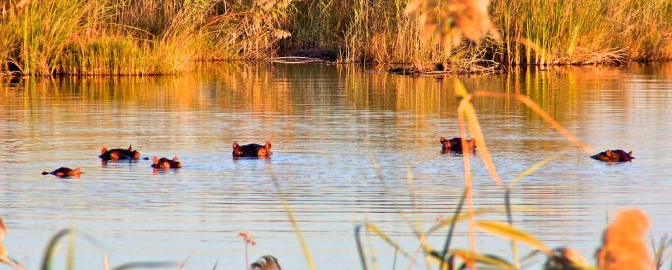 Hippos in the river 