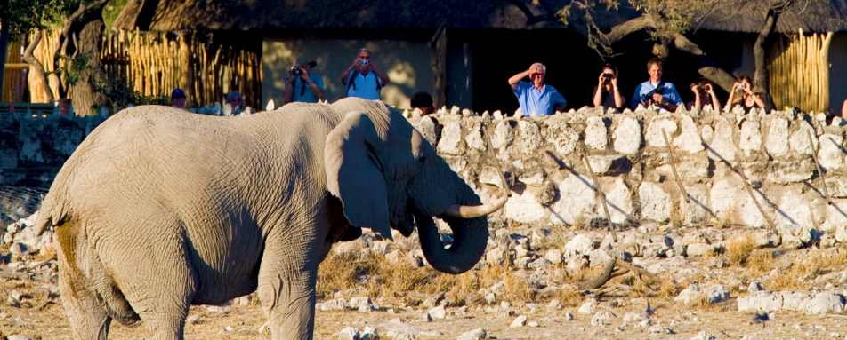 Elephant at waterhole - Okaukuejo Restcamp