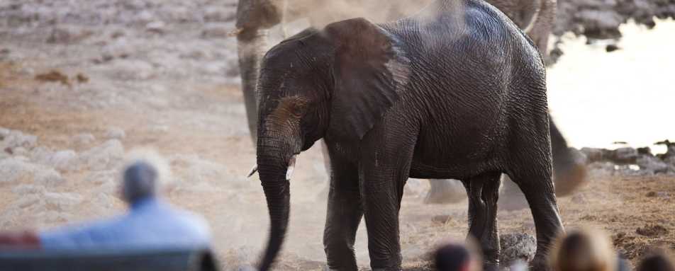 Elephant at waterhole - Okaukuejo Restcamp