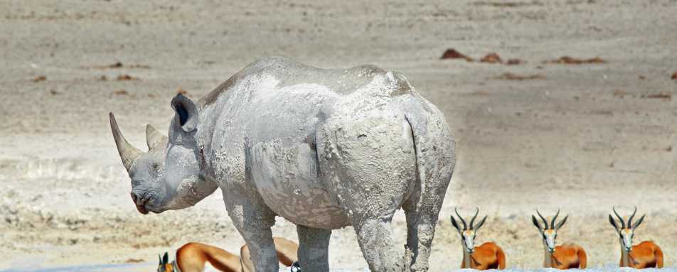 Rhino at waterhole - Okaukuejo Restcamp