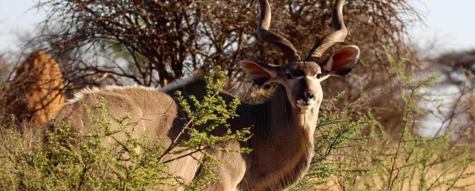 Kudu 
