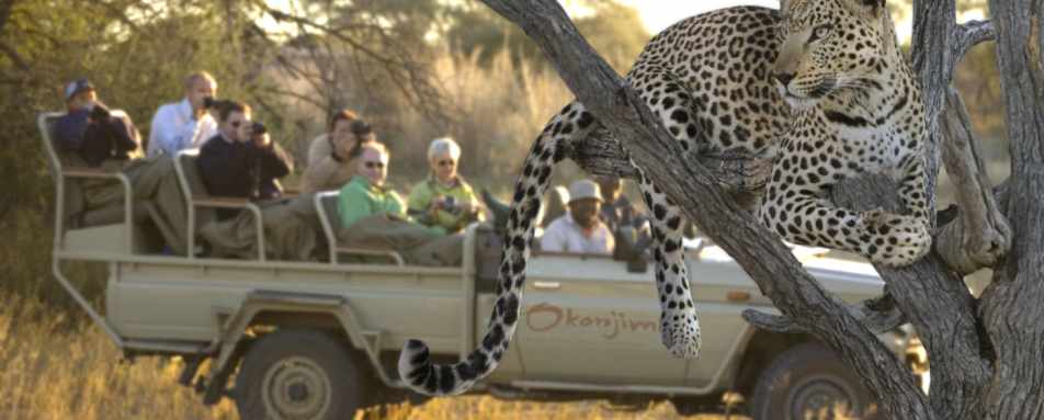 Tracking leopard in the Okonjima