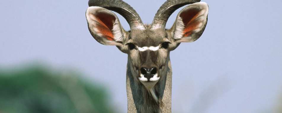Kudu - Okonjima Plains Camp