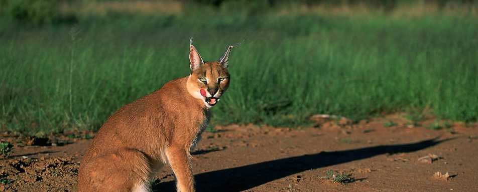 Rare Caracal - Okonjima Plains Camp
