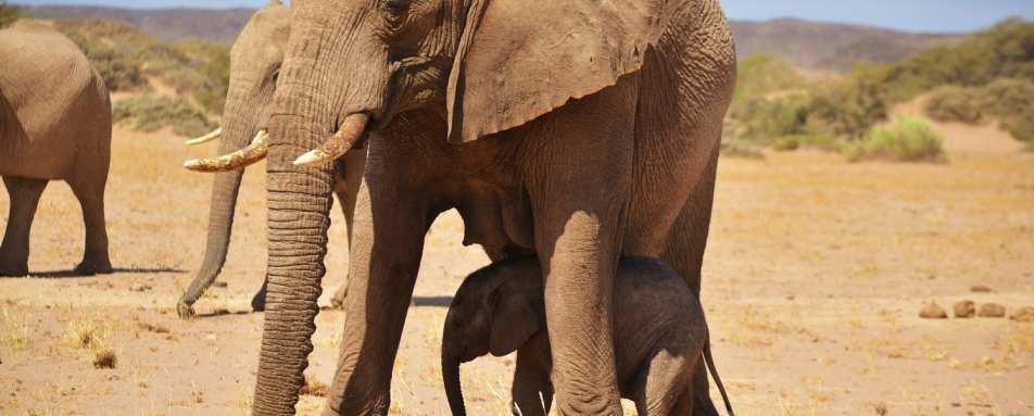 Ozondjou desert elephants - Ozondjou Trails