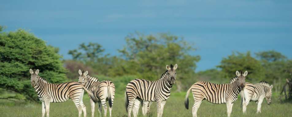 Zebra - Safarihoek Lodge