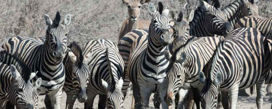 At the watering hole - Safarihoek Lodge