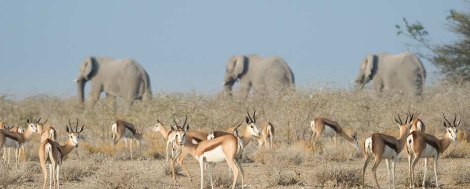 Elephants and springbok - Safarihoek Lodge