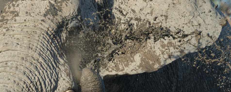 Elephant - Safarihoek Lodge