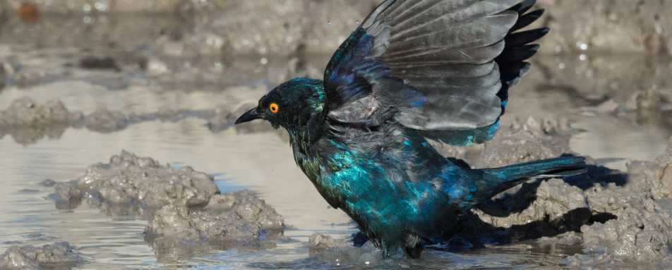 Bird at watering hole - Safarihoek Lodge