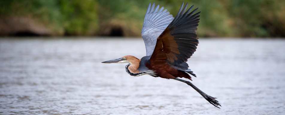 Bird over Kunene River - 