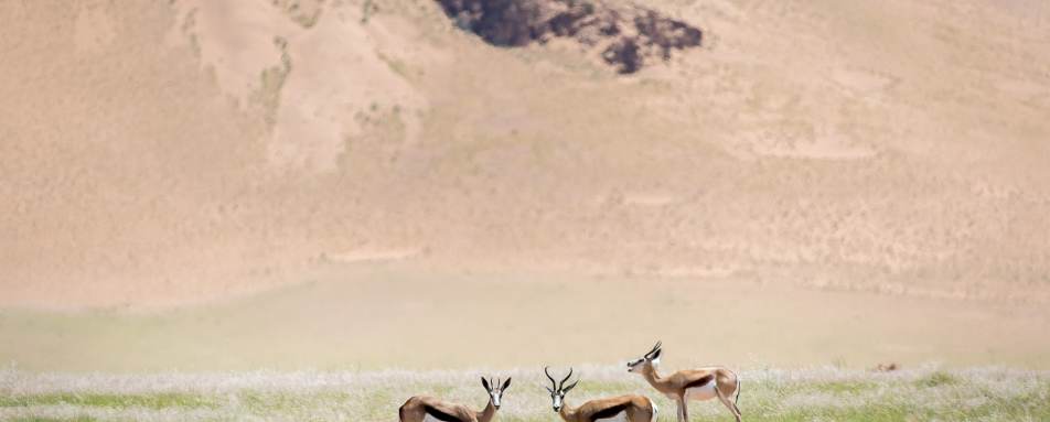 Springbok - 