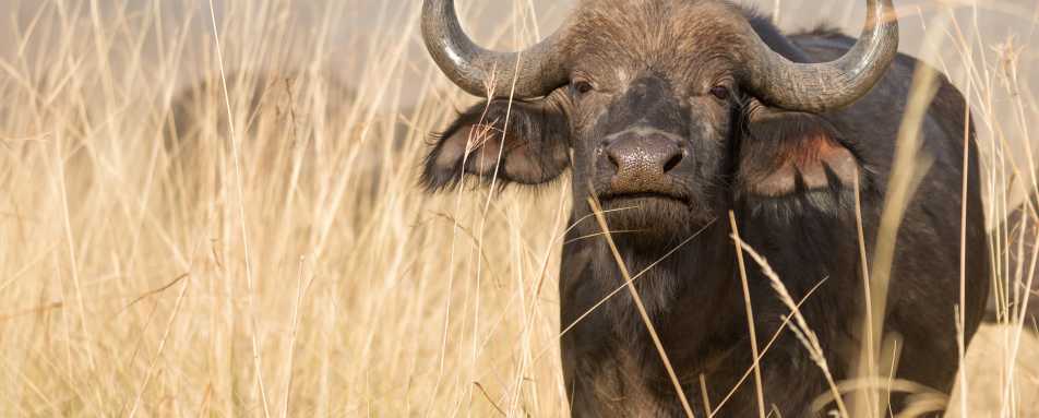 Buffalo in Bwabwata National Park - Shametu River Lodge & Campsite