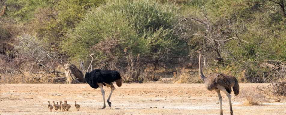 Ostrich and chicks in Mahango Game Reserve - Shametu River Lodge & Campsite