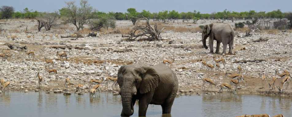 Elephant at waterhole in Etosha 